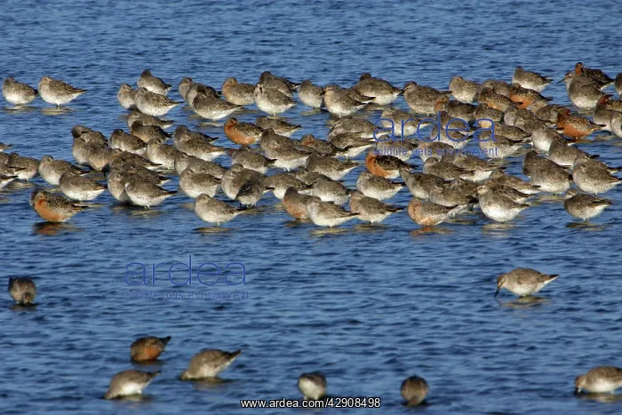 : Knot - Flock resting during spring migration : Knot - Flock resting during spring migration