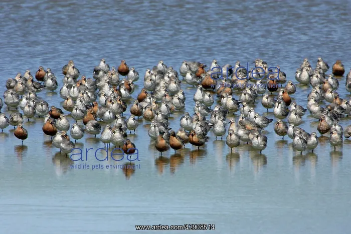 : Knot - Flock resting during spring migration : Knot - Flock resting during spring migration