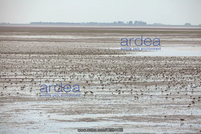 : Knot - flock spread out feeding over The Wash : Knot - flock spread out feeding over The Wash