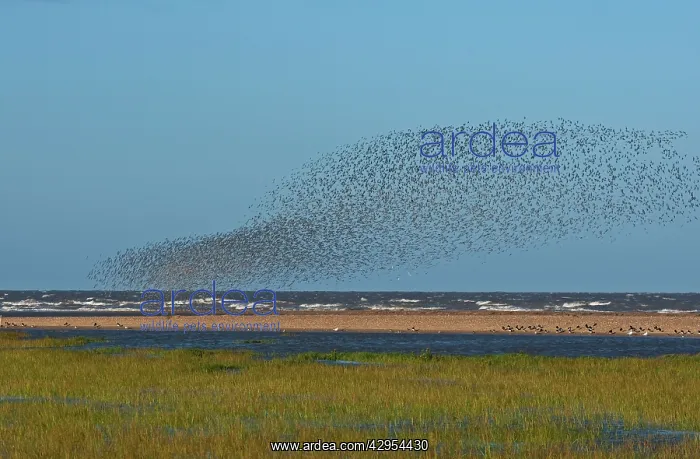 : Knot - Flock swirling the tide edge : Knot - Flock swirling the tide edge