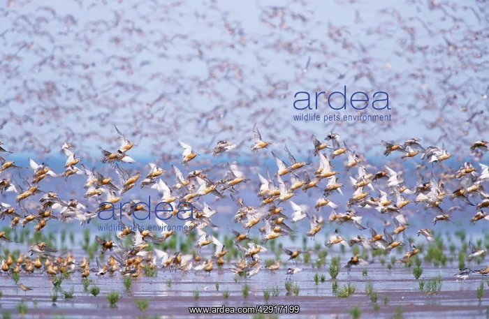 : Knot - flock taking off : Knot - flock taking off