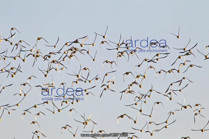: Knot - flock taking off in flight : Knot - flock taking off in flight