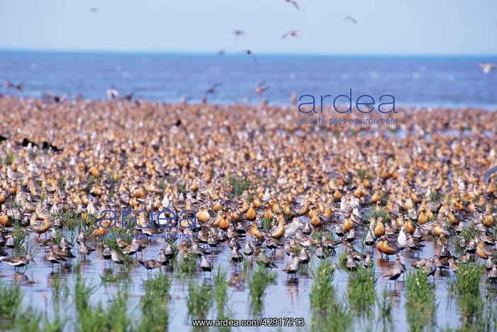 : Knot - flock on water : Knot - flock on water