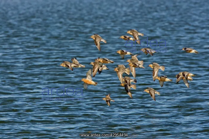 : Knot - flying over the sea in breeding plumage : Knot - flying over the sea in breeding plumage