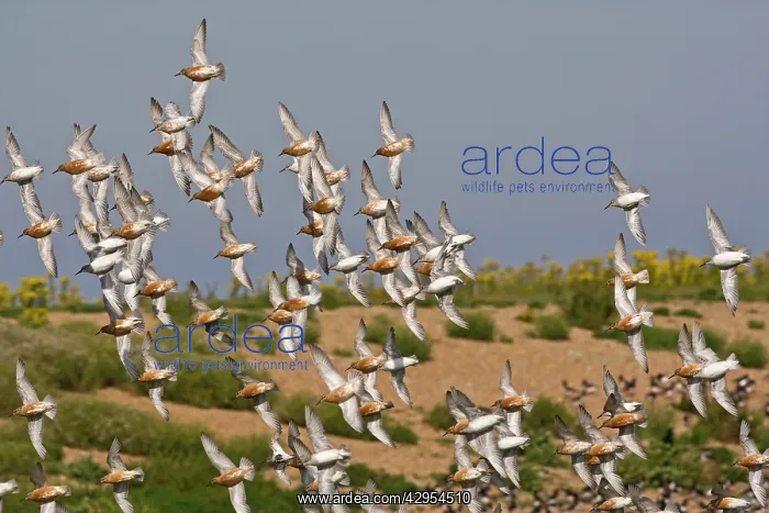 : Knot - Flying some in Summer plumage : Knot - Flying some in Summer plumage