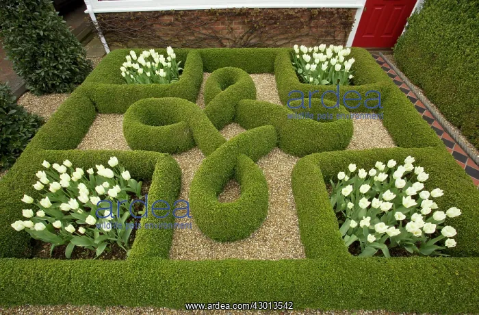 : Knot Garden with box hedges and White Tulips in : Knot Garden with box hedges and White Tulips in