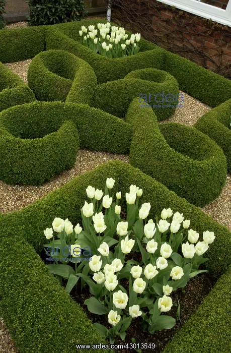 : Knot Garden with box hedges and White Tulips in : Knot Garden with box hedges and White Tulips in