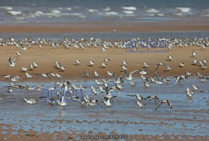 : Knot - Going into Winter plumage - resting on beach : Knot - Going into Winter plumage - resting on beach