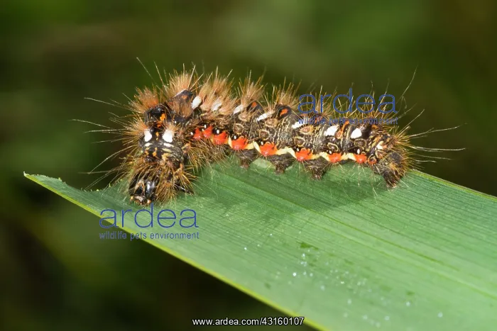 : Knot Grass : Knot Grass