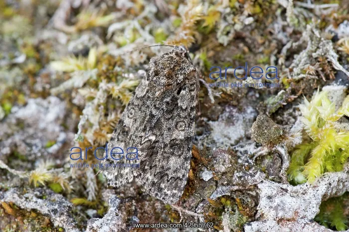  : Knot Grass - resting among mosses