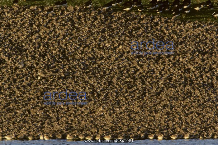 : Knot - High Tide Roost : Knot - High Tide Roost