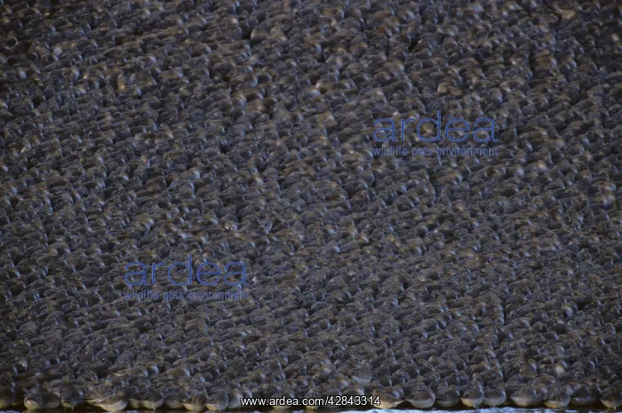 : Knot - High Tide Roost : Knot - High Tide Roost