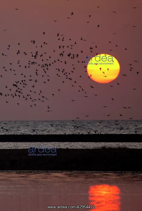 : Knot - Landing on sand bar in sunset : Knot - Landing on sand bar in sunset