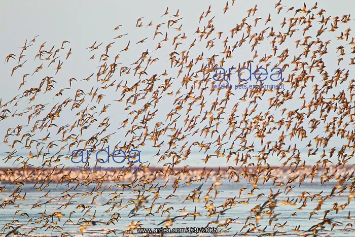 : Knot - large flock in flight : Knot - large flock in flight