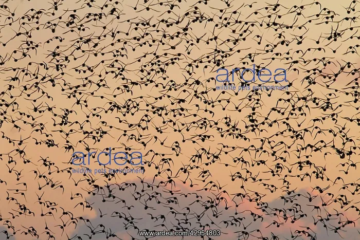 : Knot - A large flock in flight in the early morning : Knot - A large flock in flight in the early morning