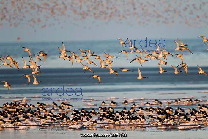 : Knot - large flock in flight over Oystercatchers : Knot - large flock in flight over Oystercatchers