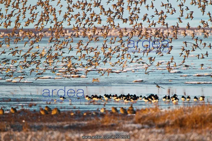 : Knot - large flock in flight over Oystercatchers : Knot - large flock in flight over Oystercatchers