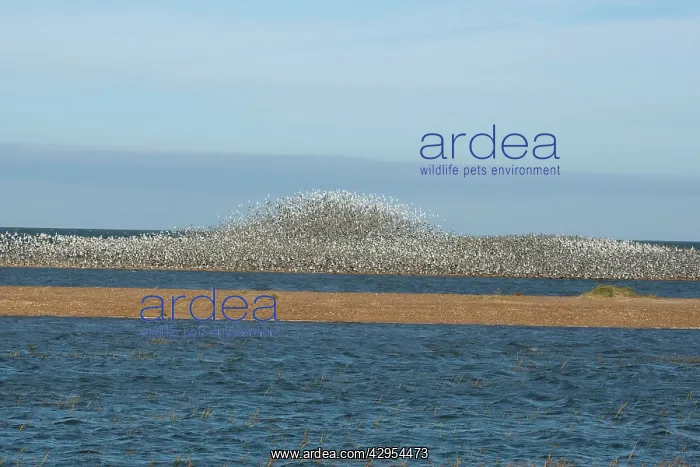 : Knot - Large flock flying and swirling to avoid predator : Knot - Large flock flying and swirling to avoid predator