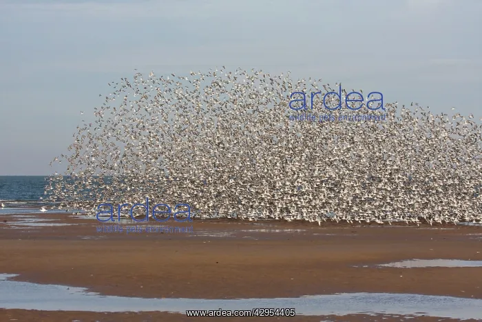  : Knot - Large flock flying along tide edge in Winter plumage