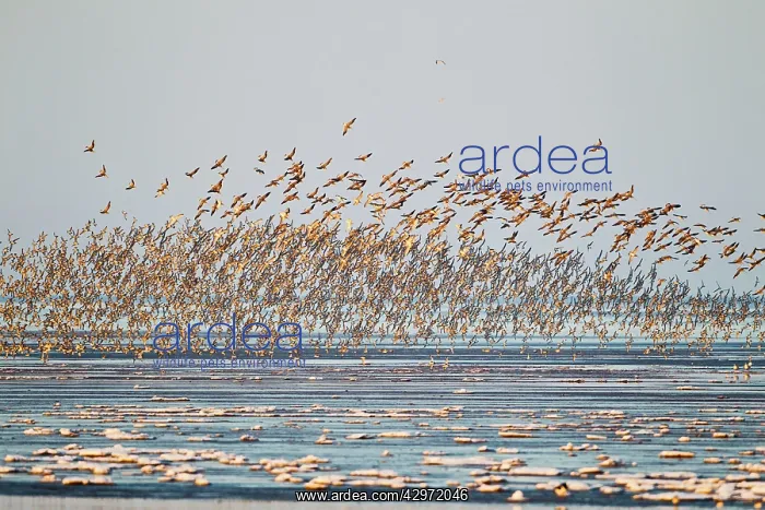 : Knot - large flock with Godwits : Knot - large flock with Godwits
