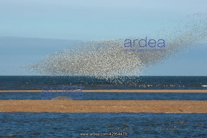 : Knot - Large flock swirling over sand bars : Knot - Large flock swirling over sand bars