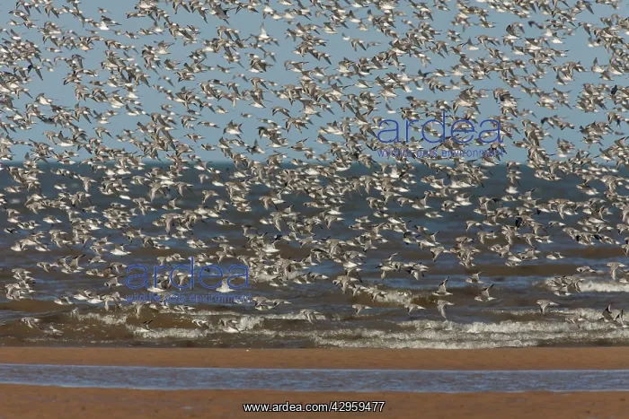 : Knot - mass flock in flight along shore line : Knot - mass flock in flight along shore line