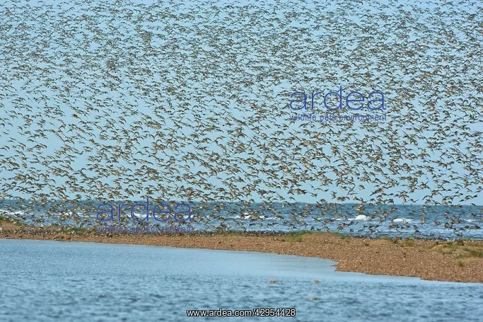 : Knot - Mass flock about to land on sand bar : Knot - Mass flock about to land on sand bar