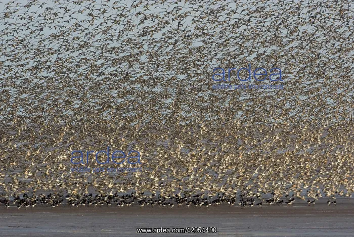  : Knot - Mass flock taking off with Oystercatchers