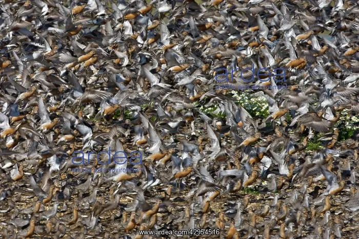 : Knot - Mass flock taking off, some still in Summer : Knot - Mass flock taking off, some still in Summer