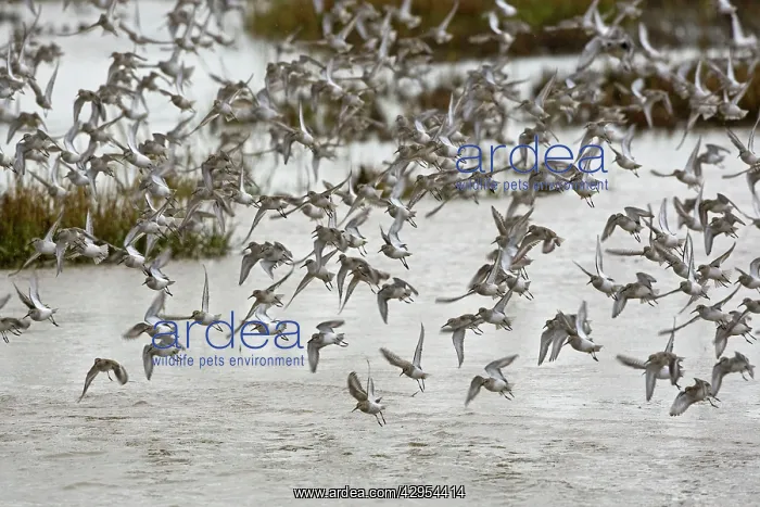 : Knot - mass flock taking off from tidal marsh in : Knot - mass flock taking off from tidal marsh in