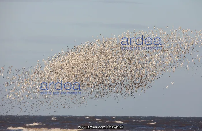 : Knot - Mass flock along the tide edge showing some : Knot - Mass flock along the tide edge showing some