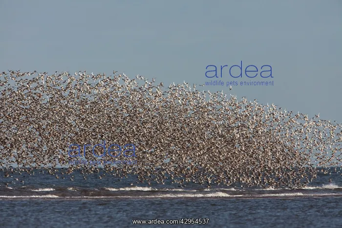 : Knot - Mass flock along the tide edge showing some : Knot - Mass flock along the tide edge showing some