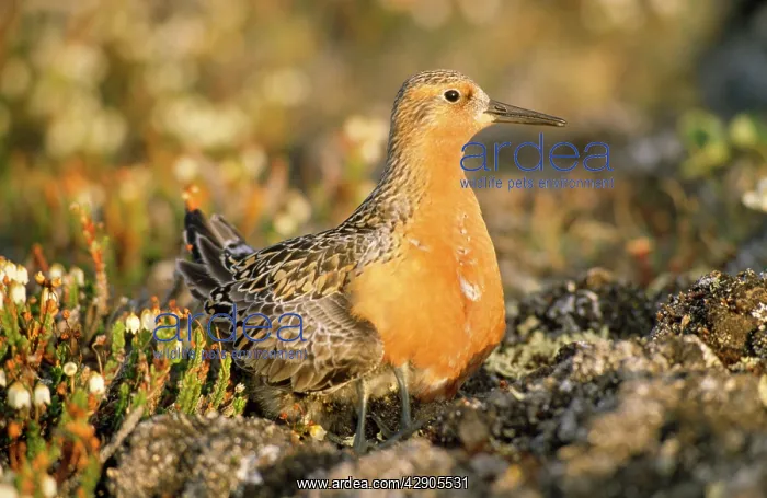 : Knot - nesting : Knot - nesting