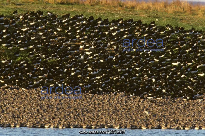 : Knot & Oystercatcher (Haematopus ostralegus) - : Knot & Oystercatcher (Haematopus ostralegus) -