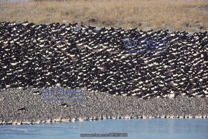 : Knot & Oystercatcher (Haematopus ostralegus) : Knot & Oystercatcher (Haematopus ostralegus)