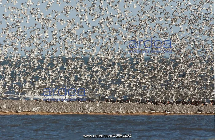 : Knot - Packed on sand bar with Oystercatchers with : Knot - Packed on sand bar with Oystercatchers with
