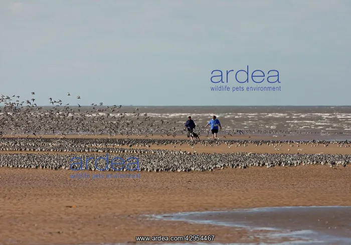 : Knot - People walking their dog among flocks of : Knot - People walking their dog among flocks of