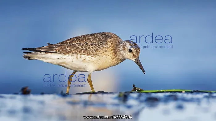  : Knot, red knot (Calidris canutus) Transition from b