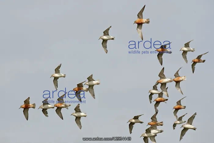 : Knot - Small flock flying round, Summer and Juvenile plumage : Knot - Small flock flying round, Summer and Juvenile plumage