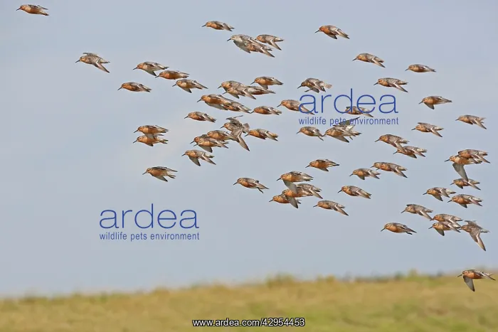 : Knot - Small flock landing in Summer plumage : Knot - Small flock landing in Summer plumage