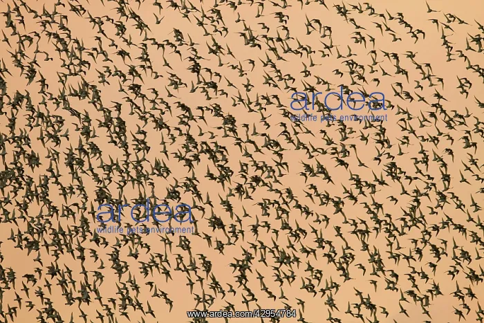 : Knot - Thousands of birds leaving their roost and : Knot - Thousands of birds leaving their roost and