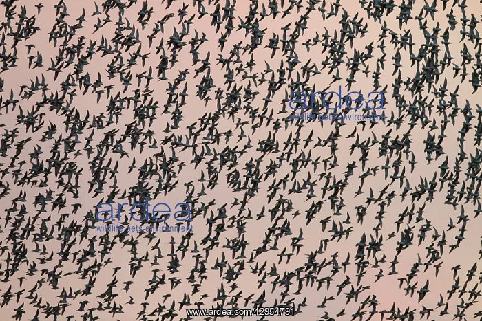 : Knot - Thousands of birds leaving their roost and : Knot - Thousands of birds leaving their roost and