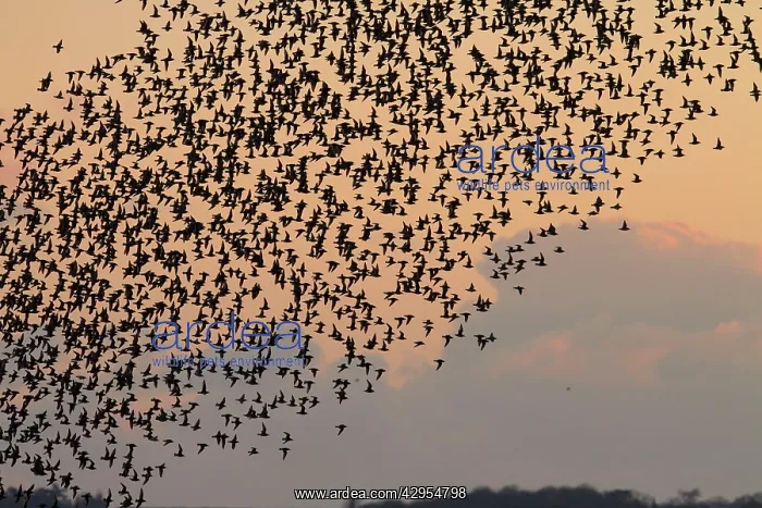 : Knot - thousands of birds leaving their roost and : Knot - thousands of birds leaving their roost and