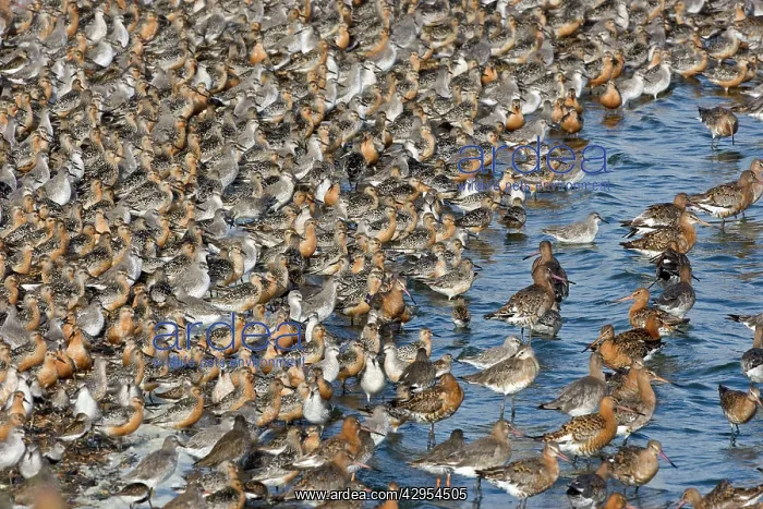 : Knot - Tight flock with Black-tailed Godwits : Knot - Tight flock with Black-tailed Godwits