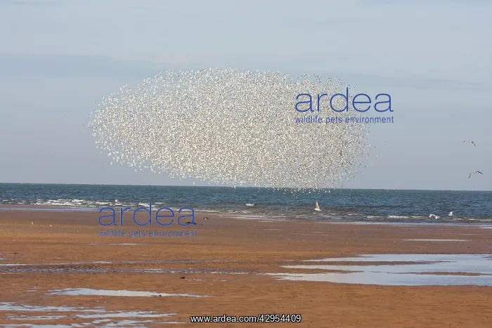 : Knot - Tight flock along tide edge avoiding a predator : Knot - Tight flock along tide edge avoiding a predator