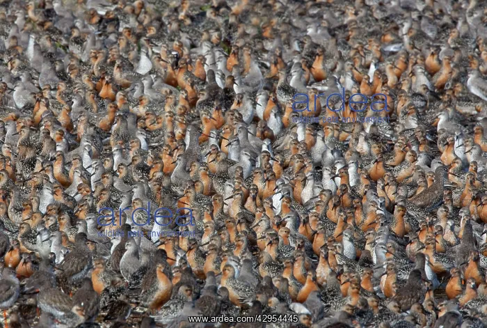 : Knot - Tight pack showing Summer and Juvenile plumage : Knot - Tight pack showing Summer and Juvenile plumage