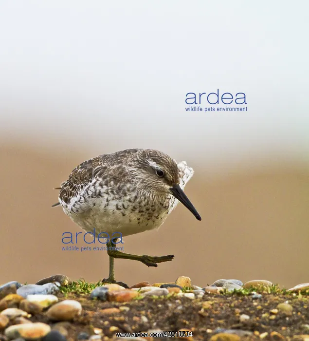 : Knot - walking on shingle : Knot - walking on shingle