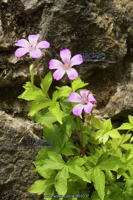  : Knotted Cranesbill