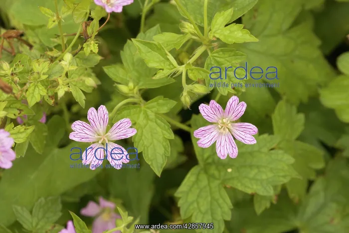 : Knotted cranesbill : Knotted cranesbill