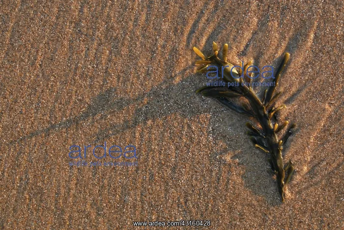 : Knotted Wrack : Knotted Wrack